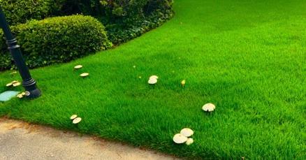 Horticulture Hotline: The heat is on