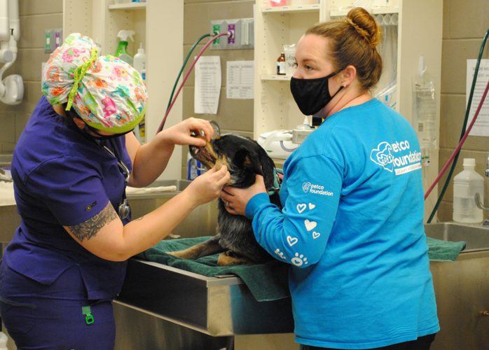 ANIMAL CONNECTION: Celebrating 10 years at the SPCA Albrecht Center ...