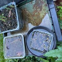 Horticulture Hotline: War on mosquitoes