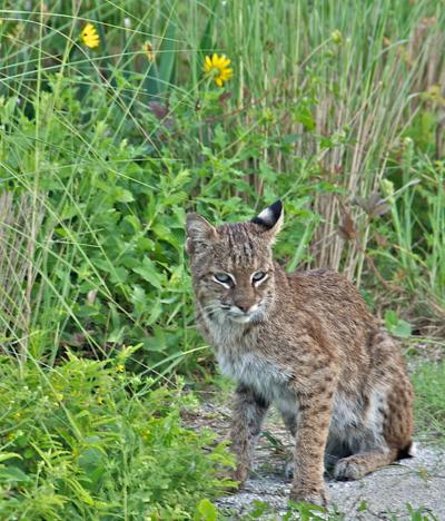 New South Carolina Law Will Make Private Ownership Of Wild Animals