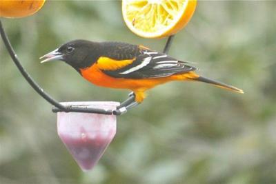 South Carolina Baltimore Oriole Winter Survey And Great Backyard