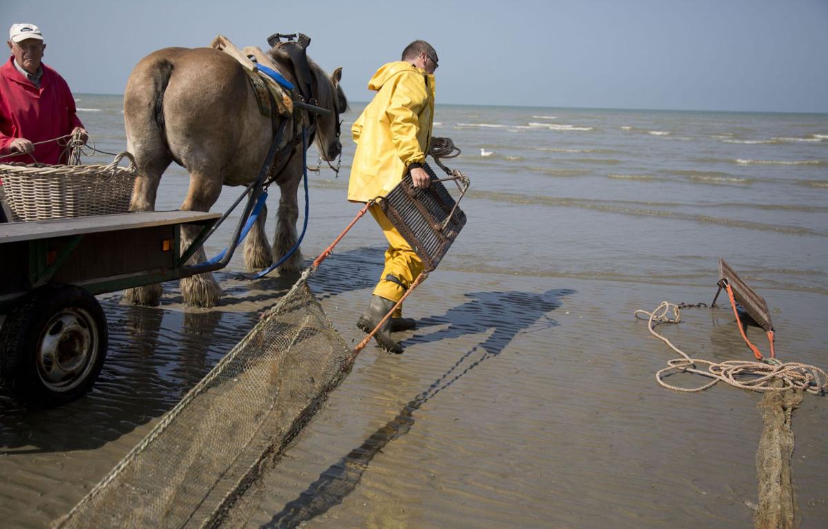 Shrimping on horseback