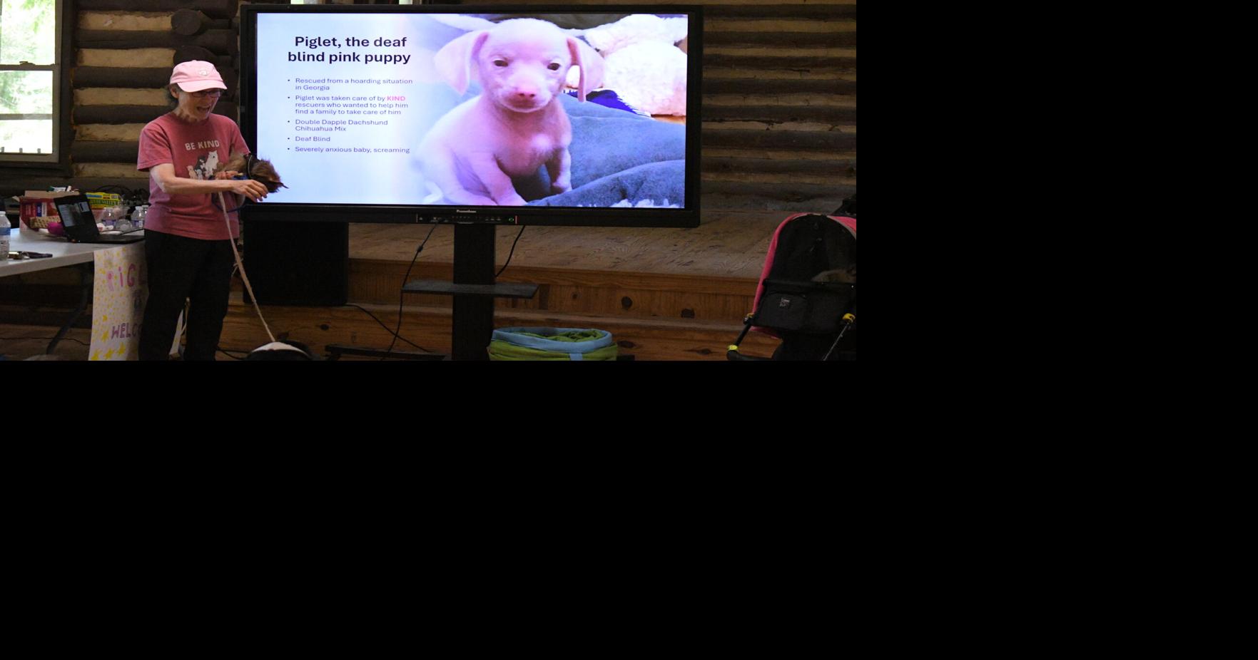 Blind and deaf dog Piglet teaches perseverance and kindness