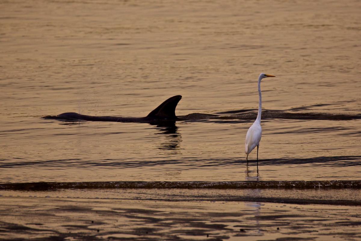 William-Carter Dolphins.jpg