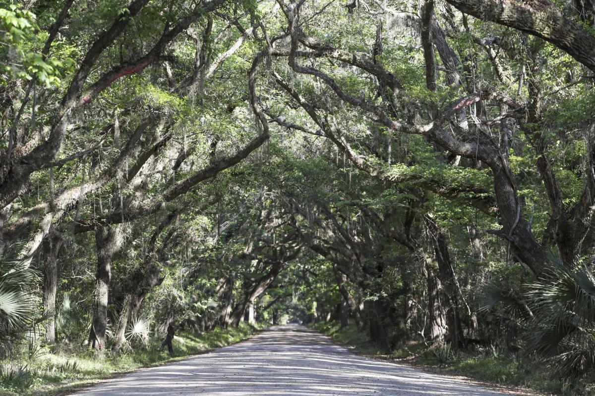 Botany Bay Addition Road Canopy Live Oaks.JPG