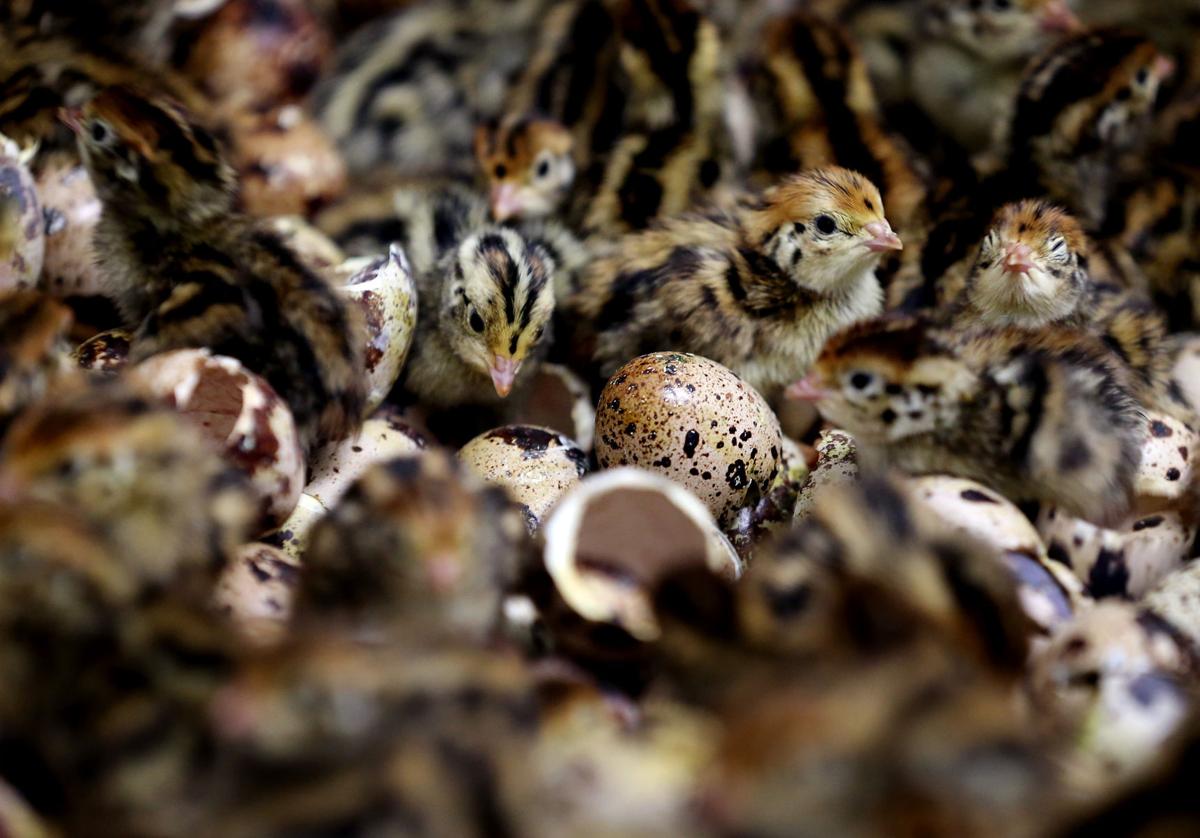 South Carolina's Manchester Farms grows into one of nation's leading