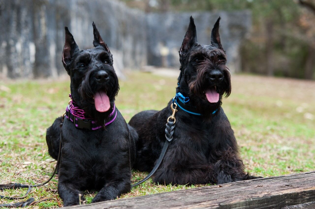 Working 2024 giant schnauzer