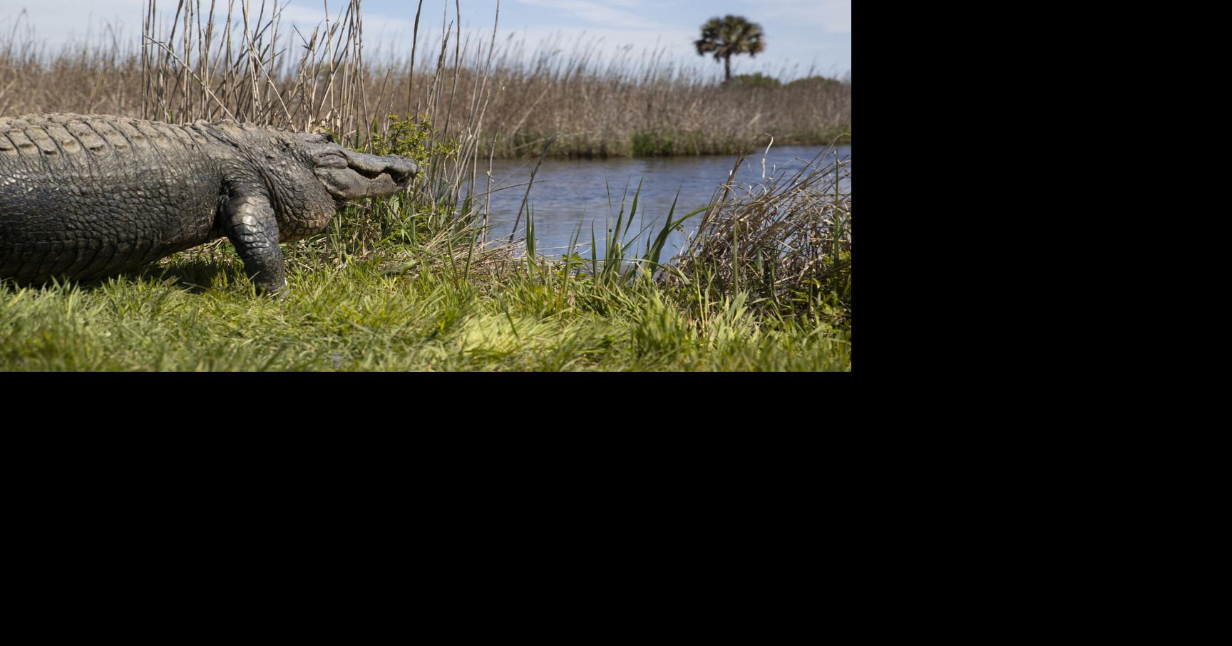 Alligator safety, explain redistricting, address SNAP cuts