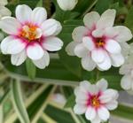 Gardening: Try These Reliable Flowering Strains This Spring