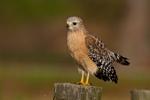 Gardening column: Spring brings new life in the form of two red-shouldered hawks