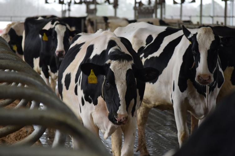 Hickory Hill Milk's robotic milkers provide comfort for cows