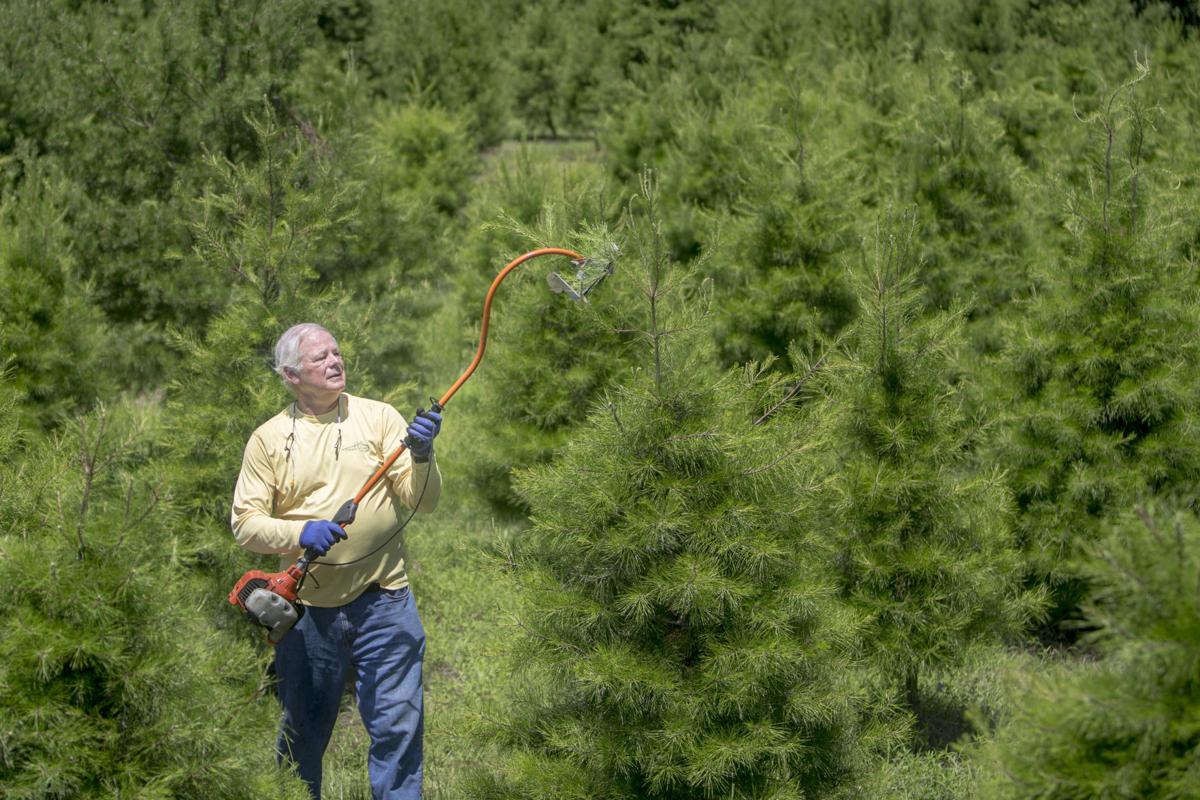 For Sc Christmas Tree Farmers It S A Year Round Season News Postandcourier Com