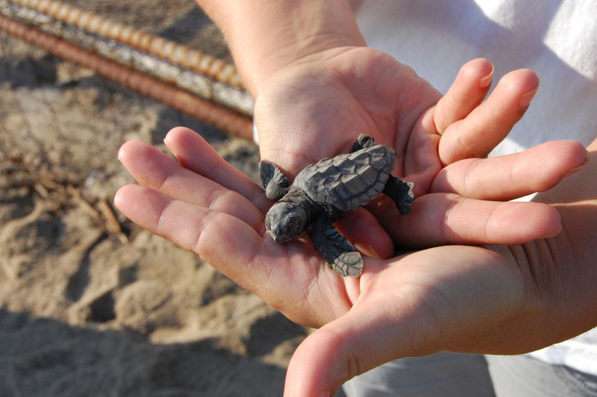 How kids toys could be latest threat to South Carolina sea turtles