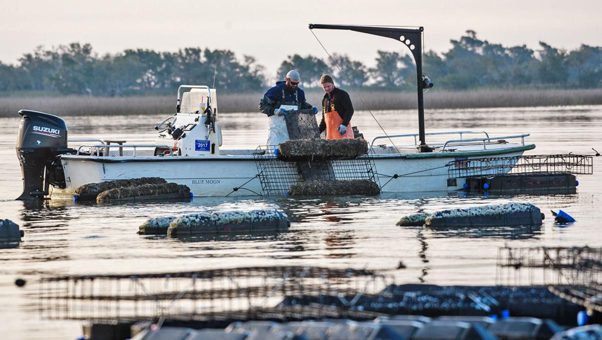 New SC oyster farm raises concerns about floating hazards, growing