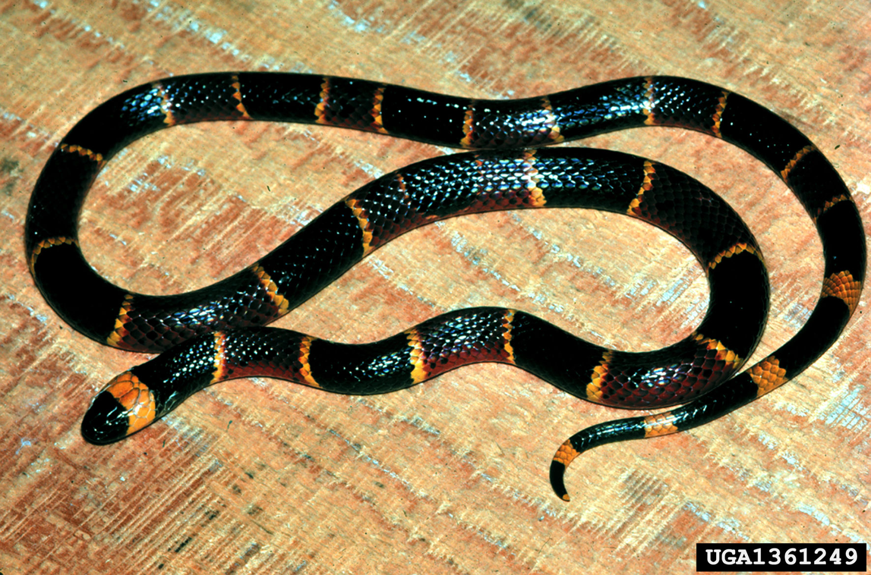 Snakes alive!