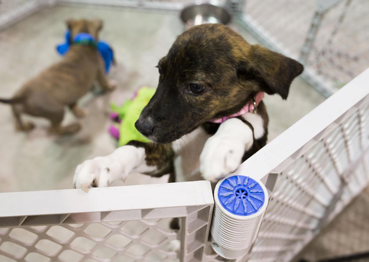 Pet Expo-October 14, 2017-015