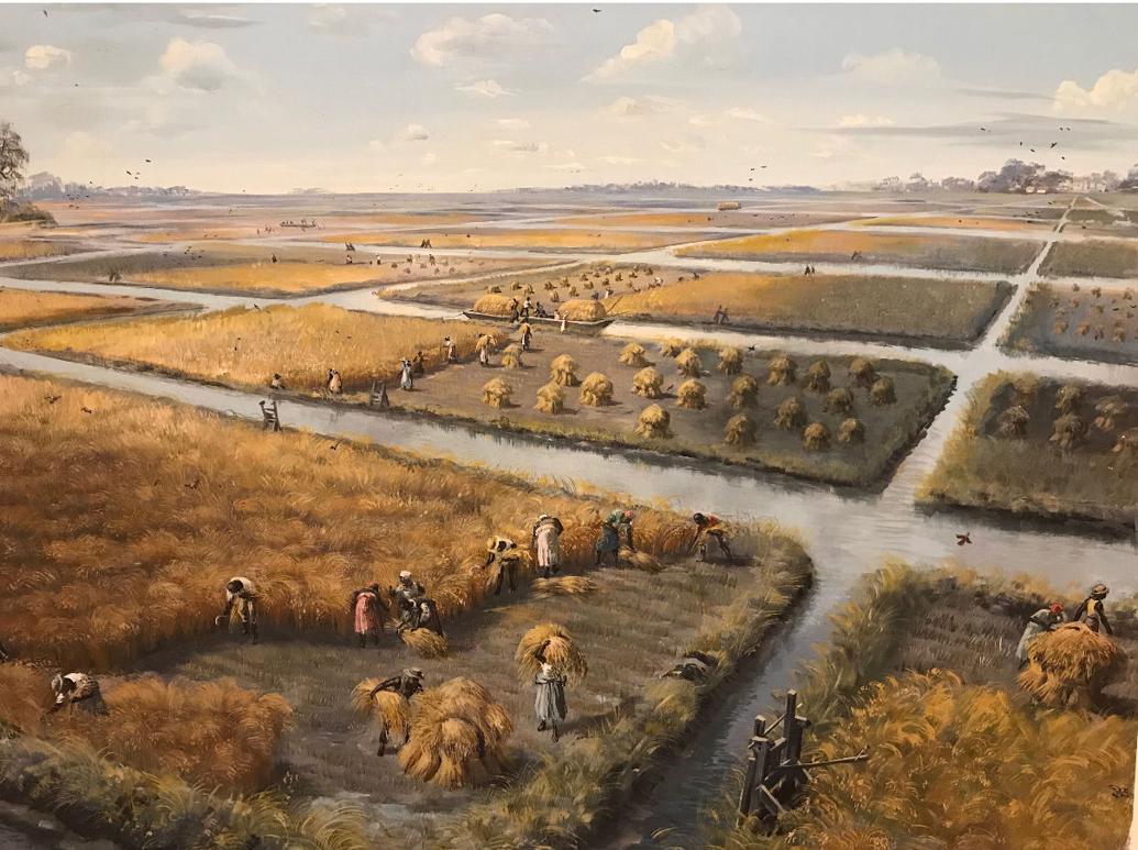 Hicks The return of rice rebuilds Charleston and reignites slavery