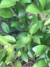 Gardening: a piece of paradise