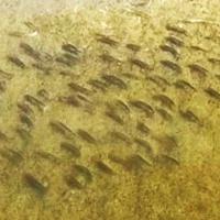 Beep Sound Fish ECOVIEWS: Why do some fish make sounds underwater?