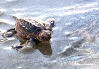 Loggerhead sea turtle hatchling heads to the water on the Isle of Palms.