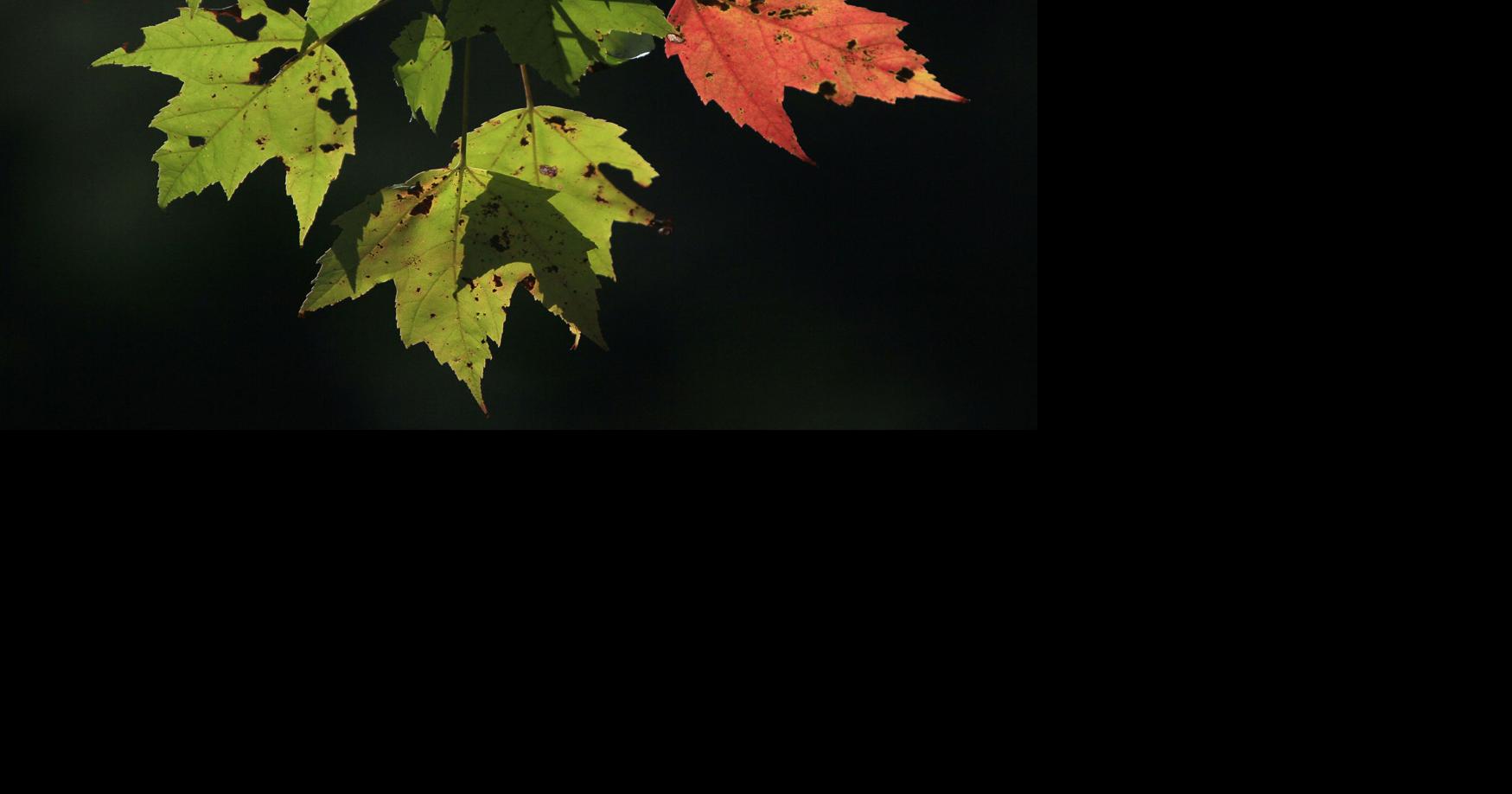 Brilliant fall colors predicted, proving once again that trees don't ...