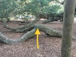 The engagement went perfectly, until Charleston's Angel Oak swallowed the ring