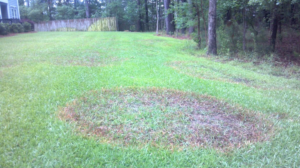 Fighting Brown Patch Disease In Your Yard Columnists Postandcourier Com