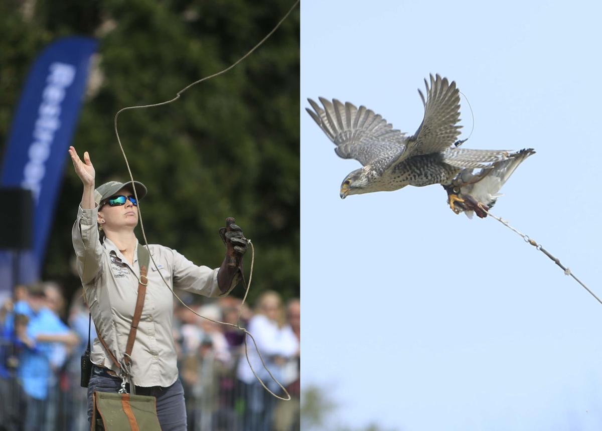 Birds of Prey 2019_06.JPG