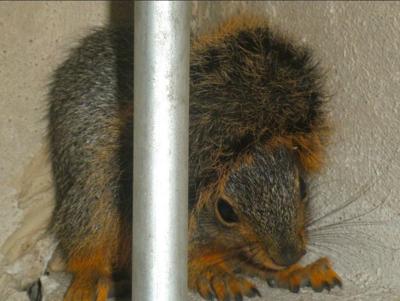 Squirrels in the attic? Pointers on humane wildlife removal