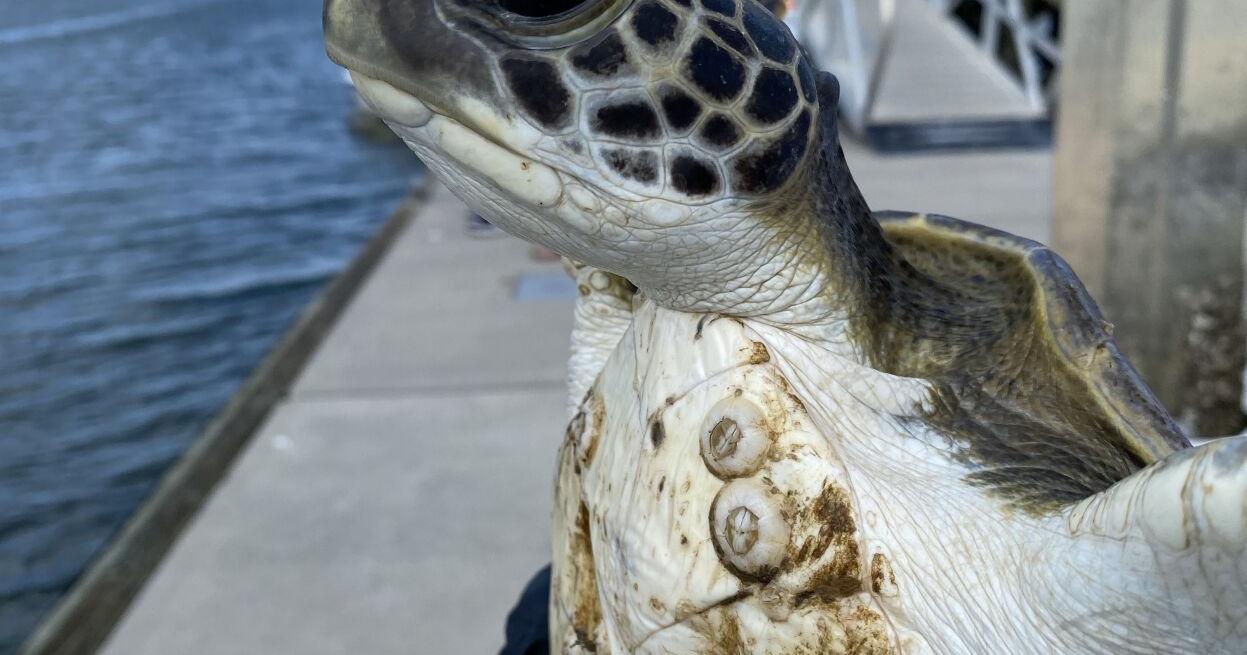 Sea turtle rescued from Shem Creek being treated at aquarium | News - Vimarsana News