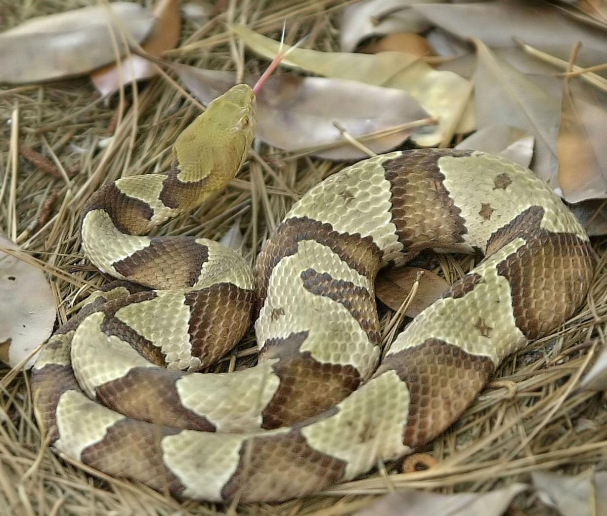 It's snake-mating season, how an expert says you can stay safe