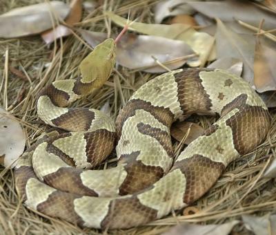 Snake Bites At Record Pace In Sc But No Theyre Not