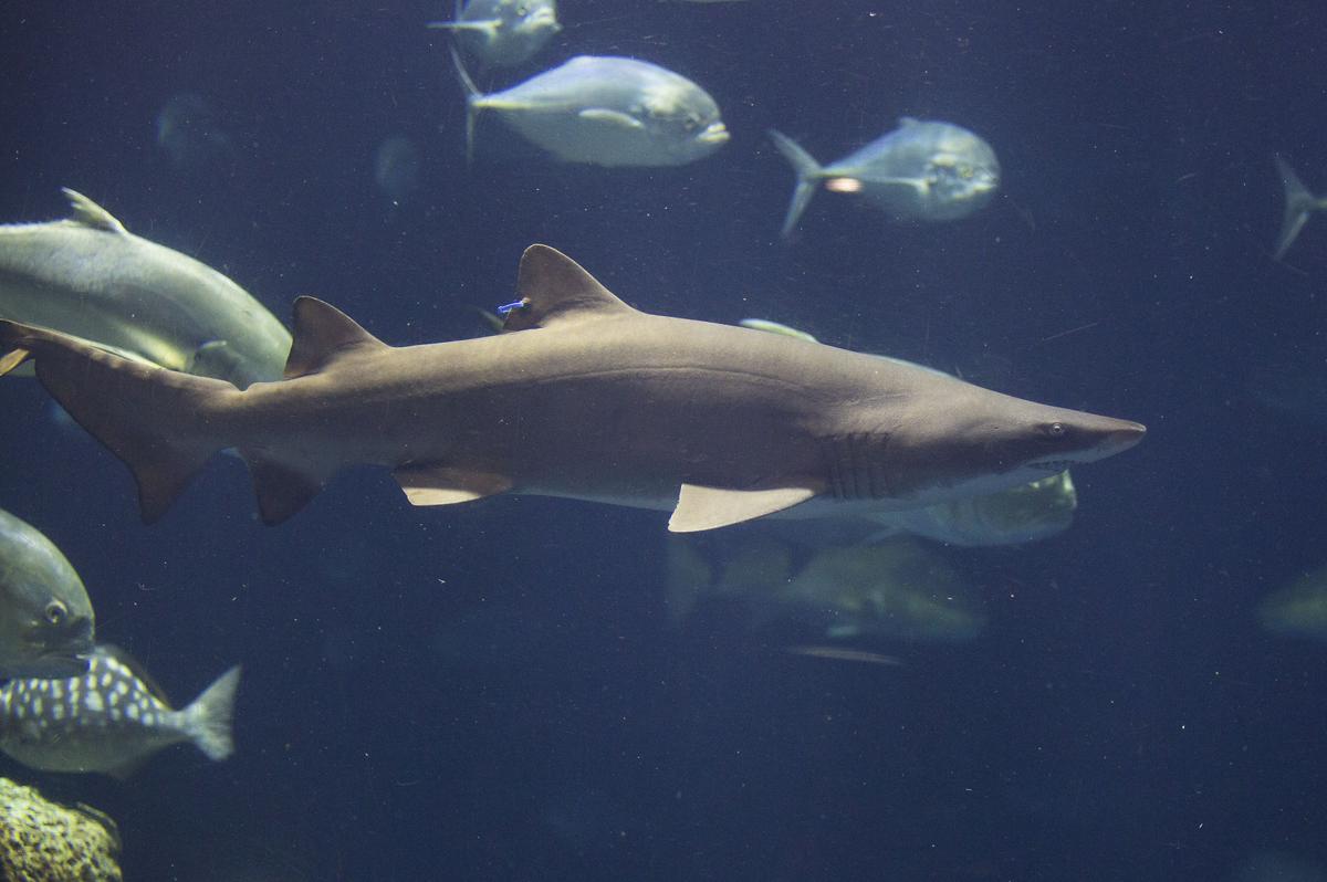 Not Too Late To Experience Shark Week At Sc Aquarium In Charleston Charleston Scene Postandcourier Com