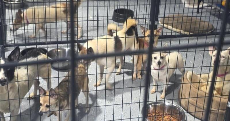 'You showed up': Georgetown animal shelter bouncing back months after largest-ever hoarding case
