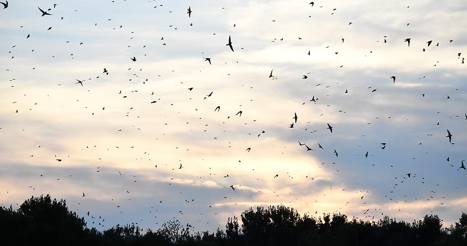 Purple martins flock to Lake Murray, but their nesting ground is eroding. How can locals help?