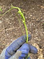 Gardening column: Managing Smilax in your home landscape