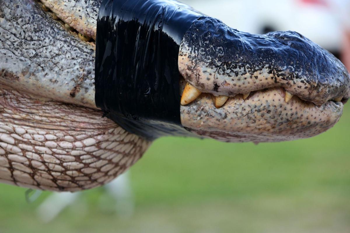 Hunters snag 1K-pound alligator, News