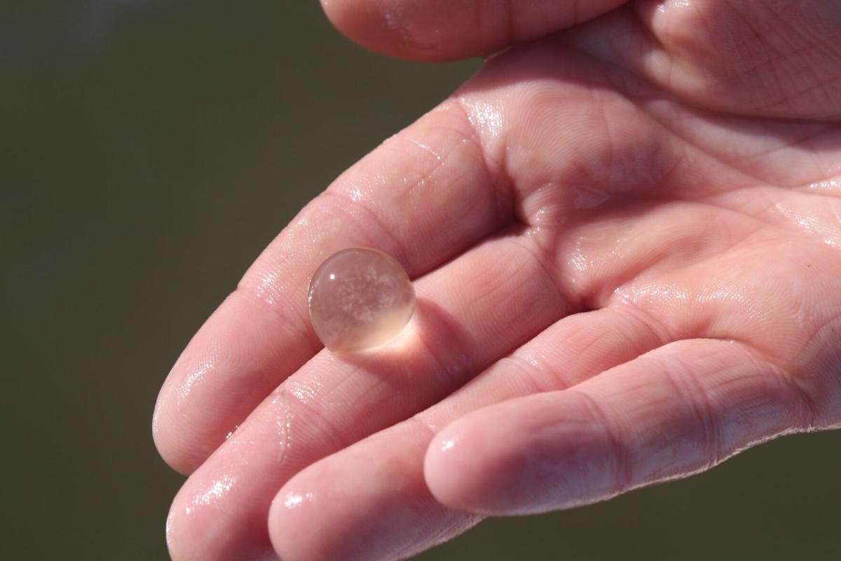 Beachgoers Should Avoid Be Aware Of Jellyfish In South Carolina Coastal Waters News Postandcourier Com