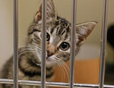 Kidney Stones In Cats Now Can Be Solved With New Procedure Features Postandcourier Com