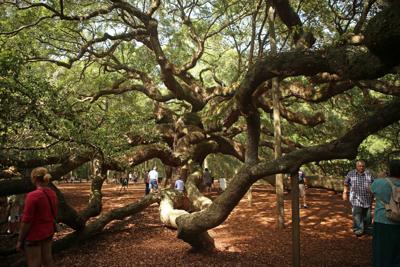 Tea Plantation Angel Oak And Farmers Markets Are West Islands Gems Special Spots Postandcourier Com