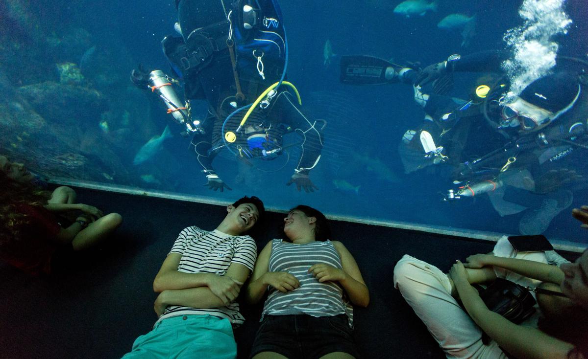Photos Shark Week At South Carolina Aquarium Photo Galleries Postandcourier Com