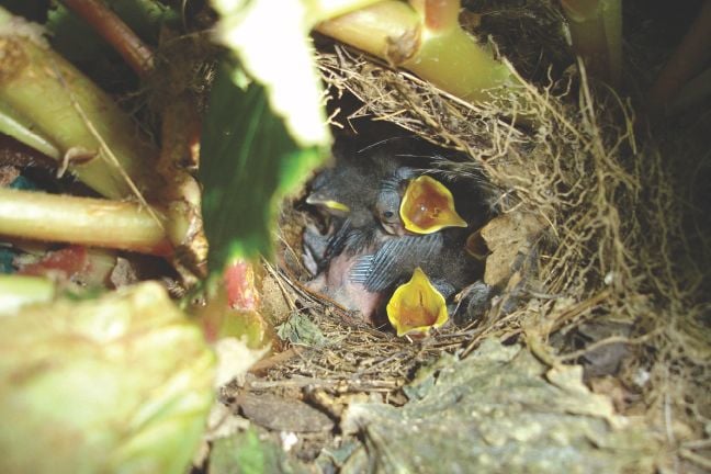 What To Do If A Baby Bird Or Nest Falls From Its Proper Place Community News Postandcourier Com