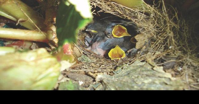 What to do if a baby bird or nest falls from its proper place, Community  News