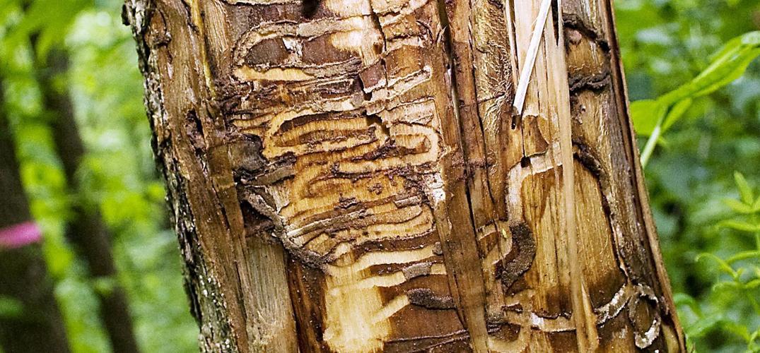 Wild hogs, Asian longhorned beetles top list of SC's most invasive species