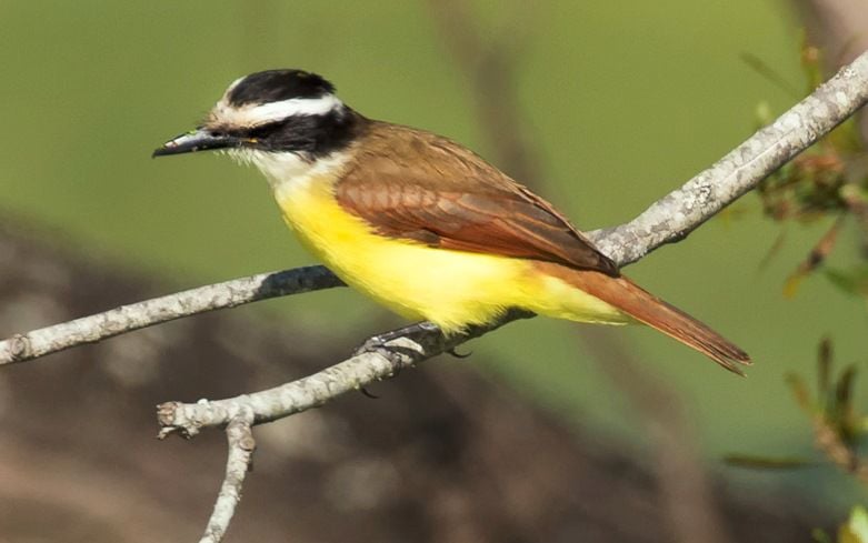 Bird appears in Colleton County that has likely never visited