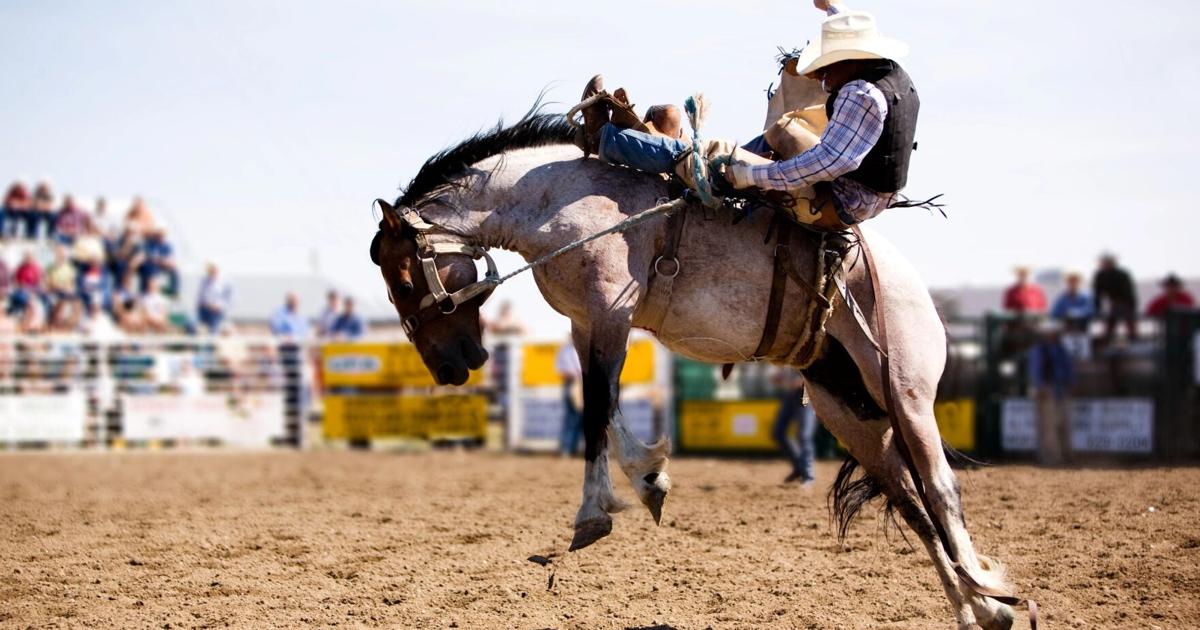 Hemingway Sc Rodeo Aiken fairgrounds to host professional rodeo