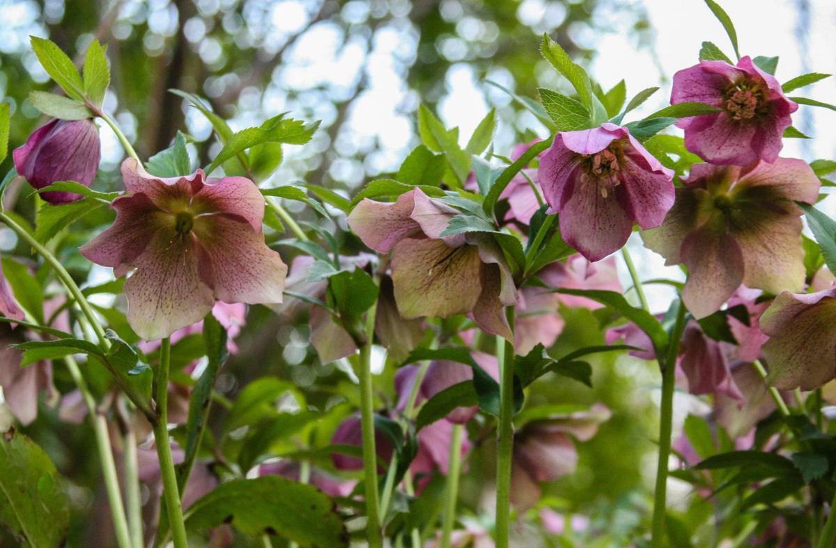 Lenten Roses For Winter Color Feature Columns Postandcourier Com