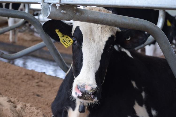 Hickory Hill Milk's robotic milkers provide comfort for cows