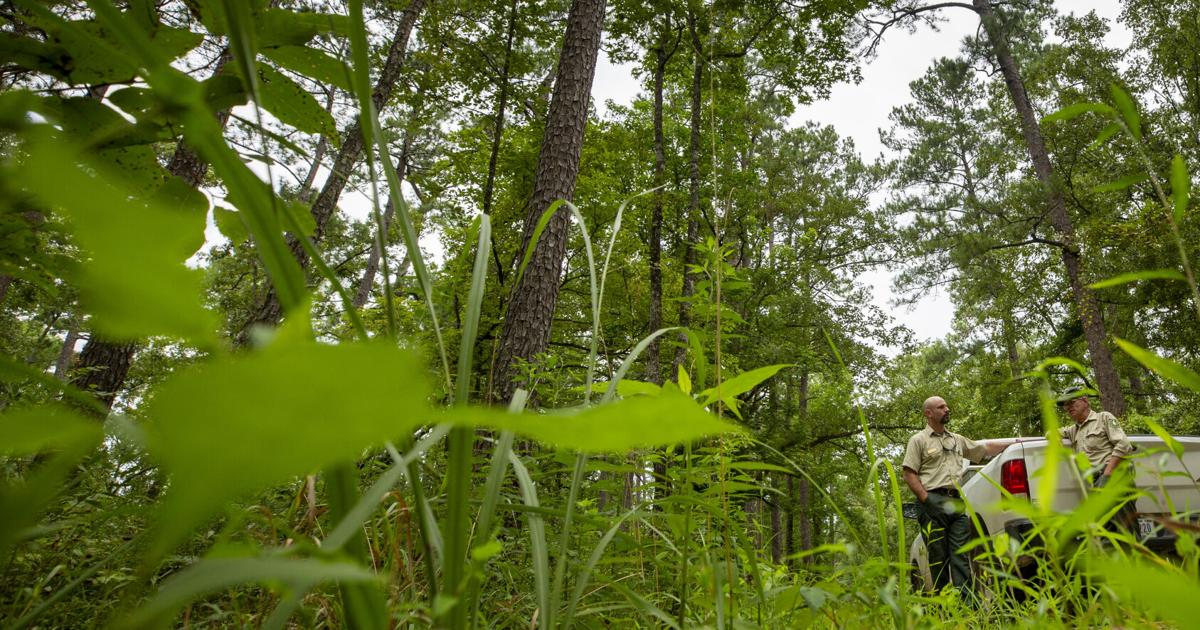 SC has thousands of acres of 'roadless' federal woodland — but maybe not ...