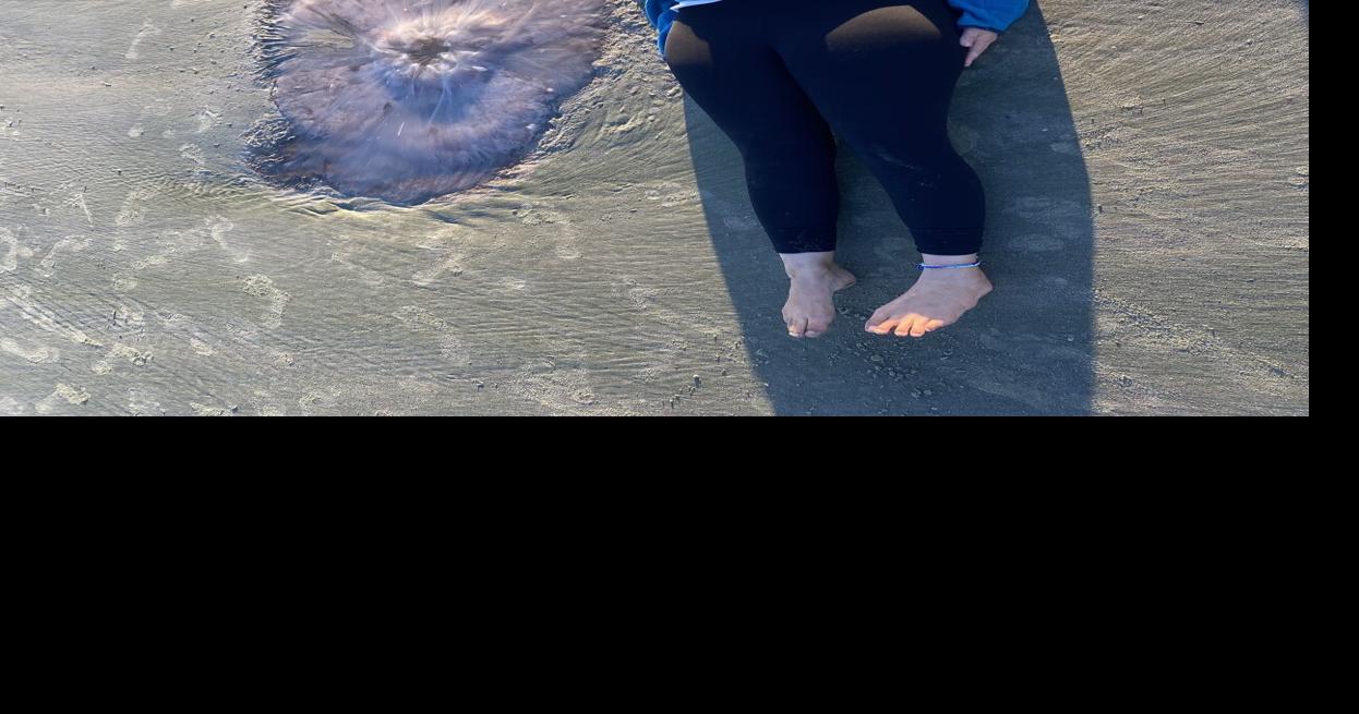 ECOVIEWS: The Portuguese man-of-war is aptly named